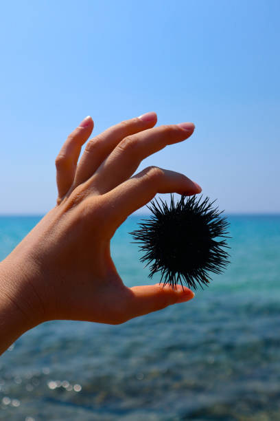 手、背景に海でウニ ホールド。地中海 echinus の手の手のひらに。 - green sea urchin 写真 ストックフォトと画像