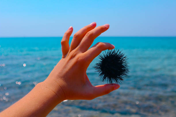 手、背景に海でウニ ホールド。地中海 echinus の手の手のひらに。 - green sea urchin 写真 ストックフォトと画像