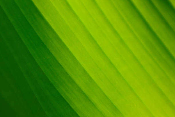 istock Striped Palm tree leaf in sunlight, close up, background. Colorful green bright sunny palm-tree macro view, backdrop. 987736248
