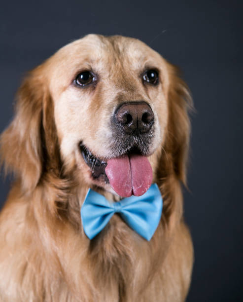 istock Golden Retriever avatar closeup 987740008