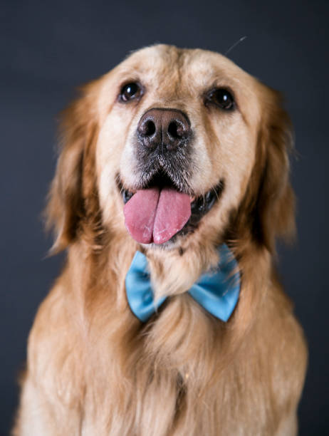 istock Golden Retriever avatar closeup 987740016