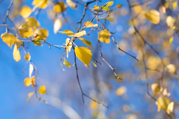 istock Yellow birch leaves on blue sky background. Autumn fall. Soft focus 987743418