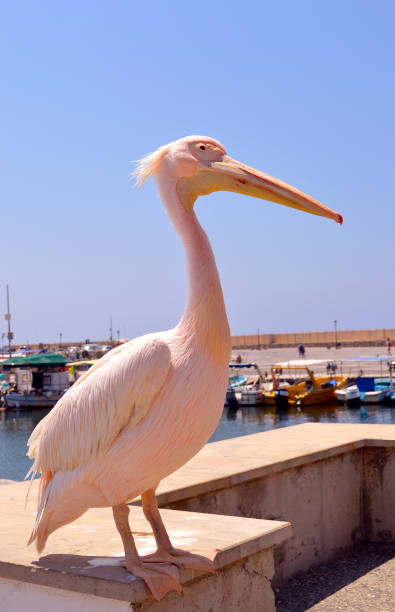 Pink pelican in Paphos Harbour