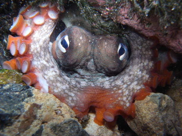 Gloomy Octopus, Octopus Tetricus, Common Sydney Octopus in Sydney, Australia