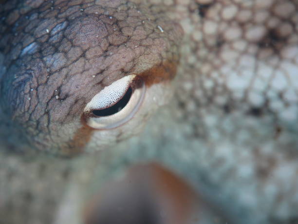 istock Gloomy Octopus, Octopus tetricus, Common Sydney Octopus in Sydney, Australia 987750216