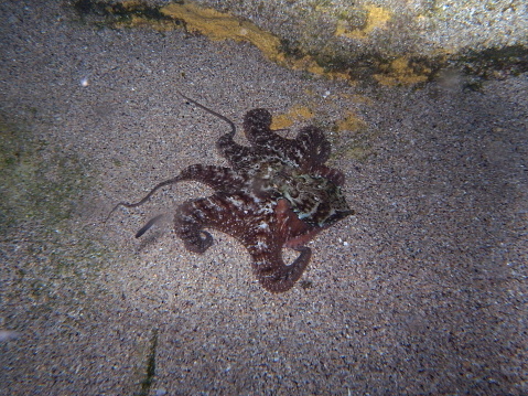 Gloomy Octopus, Octopus Tetricus, Common Sydney Octopus in Sydney, Australia