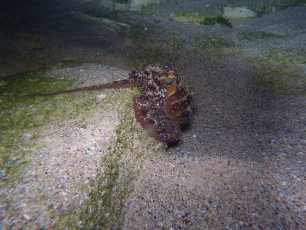 istock Gloomy Octopus, Octopus tetricus, Common Sydney Octopus in Sydney, Australia 987750770