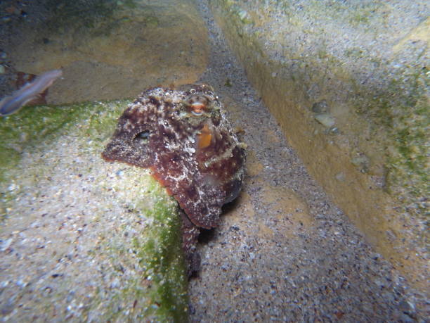 istock Gloomy Octopus, Octopus tetricus, Common Sydney Octopus in Sydney, Australia 987750772