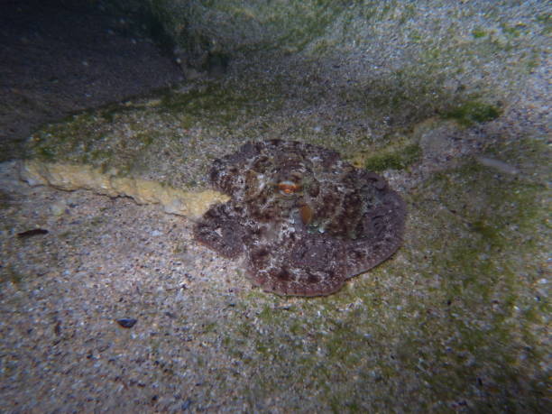 istock Gloomy Octopus, Octopus tetricus, Common Sydney Octopus in Sydney, Australia 987750938