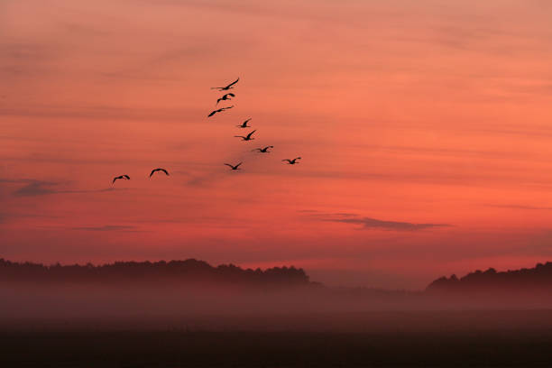 istock birds on the background of the setting sun 3 987751116