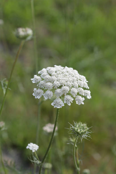 istock Queen Anne's Lace in Canada 987754012