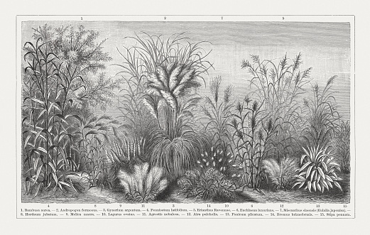 Grasses: 1) Fishpole bamboo (Phyllostachys aurea, or Bambusa aurea); 2) Andropogen formosus; 3) Pampas grass (Cortaderia selloana, or Gynerium argentum); 4) Uruguayan fountaingrass (Pennisetum latifolium); 5) Ravennagrass (Saccharum ravennae, or Erianthus Ravennae); 6) Euchlaena luxurians; 7) Korean uksae (Miscanthus sinensis, or Eulalia japonica); 8) Foxtail barley (Hordeum jubatum); 9) Melic grass (Melica macra); 10) Hare's-tail grass (Lagurus ovatus); 11) Cloud grass (Agrostis nebulosa); 12) Silver hairgrass (Aira caryophyllea, or Aira pulchella); 13) Palmgrass (Setaria palmifolia, or Panicum plicatum); 14) Rattlesnake brome (Bromus brizaeformis); 15) European feather grass (Stipa pennata). Wood engraving, published in 1897.