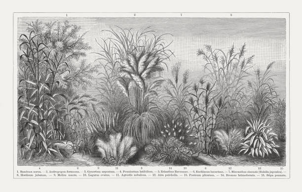 Grasses, wood engraving, published in 1897 Grasses: 1) Fishpole bamboo (Phyllostachys aurea, or Bambusa aurea); 2) Andropogen formosus; 3) Pampas grass (Cortaderia selloana, or Gynerium argentum); 4) Uruguayan fountaingrass (Pennisetum latifolium); 5) Ravennagrass (Saccharum ravennae, or Erianthus Ravennae); 6) Euchlaena luxurians; 7) Korean uksae (Miscanthus sinensis, or Eulalia japonica); 8) Foxtail barley (Hordeum jubatum); 9) Melic grass (Melica macra); 10) Hare's-tail grass (Lagurus ovatus); 11) Cloud grass (Agrostis nebulosa); 12) Silver hairgrass (Aira caryophyllea, or Aira pulchella); 13) Palmgrass (Setaria palmifolia, or Panicum plicatum); 14) Rattlesnake brome (Bromus brizaeformis); 15) European feather grass (Stipa pennata). Wood engraving, published in 1897. agrostis stock illustrations