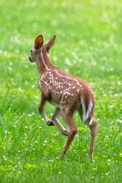 istock Whitetail Fawns 987755234