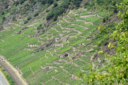 vineyards in terraces, Mosel valley
