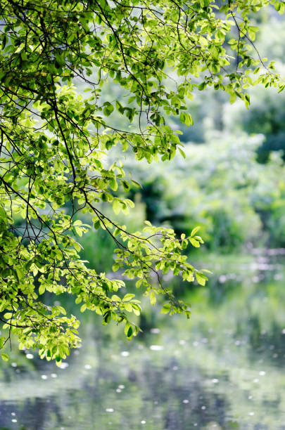 Green leafs in the tree above the water