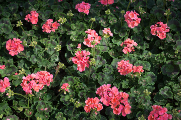 istock flowers bloom making a floral background 987774774
