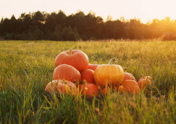istock orange pumpkins on grass at sunset 987788486