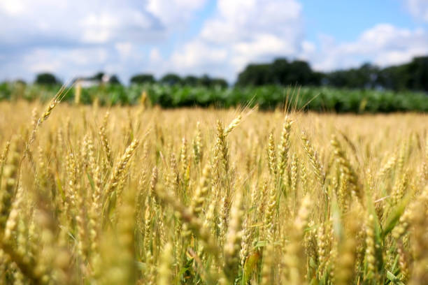 istock Agriculture, agronomy and farming background. 987793528