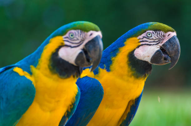 istock Beautiful Blue-and-yellow Macaw (Ara ararauna) 987797830