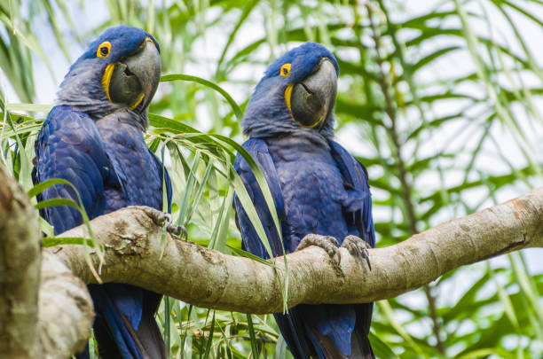 istock Beautiful Hyacinth Macaw (Anodorhynchus hyacinthinus) 987798034
