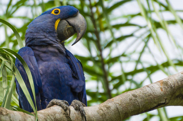 istock Beautiful Hyacinth Macaw (Anodorhynchus hyacinthinus) 987798040