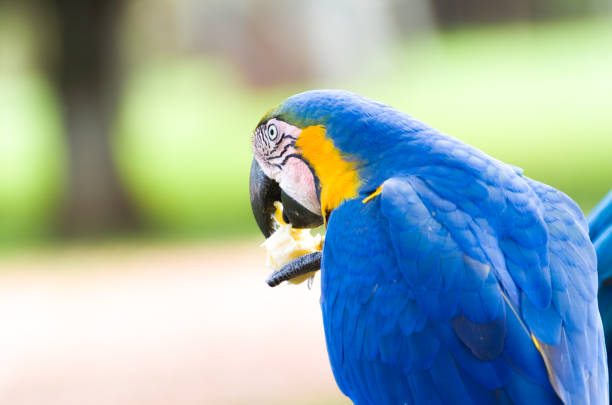 istock Beautiful Blue-and-yellow Macaw (Ara ararauna) 987798116