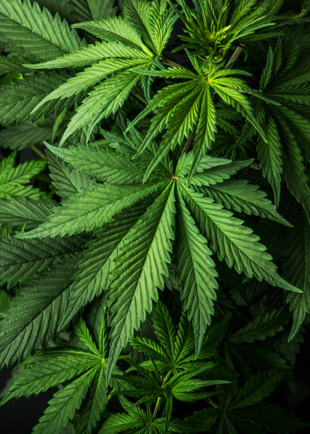 Leaves Cannabis Marijuana Background Wallpaper Stock Photo - Download Image  Now - Cannabis Plant, Marijuana - Herbal Cannabis, Cannabis - Narcotic -  iStock