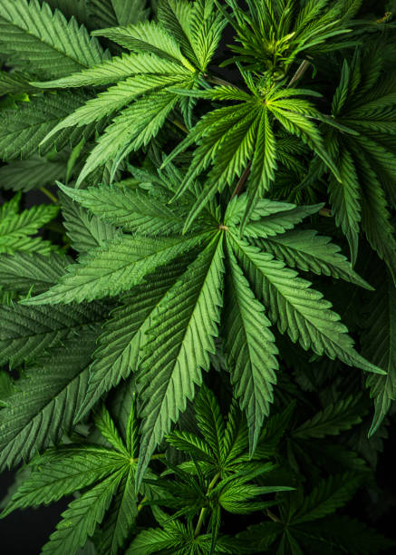 Leaves Cannabis Marijuana Background Wallpaper Stock Photo - Download Image Now - Cannabis Plant, Marijuana - Herbal Cannabis, Cannabis - Narcotic - iStock Leaves Cannabis Marijuana Background Wallpaper Stock Photo - Download Image Now - Cannabis Plant, Marijuana - Herbal Cannabis, Cannabis - Narcotic - iStock