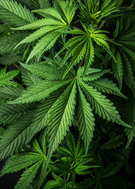 leaves cannabis marijuana background wallpaper marijuana or cannabis plant on a isolated background, ideal wallpaper or a thematic legalize weed leaf stock pictures, royalty-free photos & images