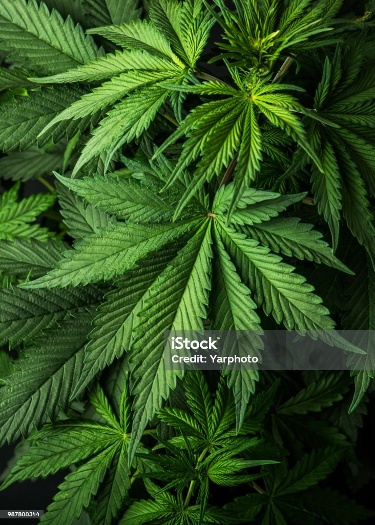 folhas de papel de parede plano de fundo do cannabis maconha - Foto de stock de Cânhamo - Cannabaceae royalty-free