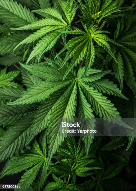 Foto de Folhas De Papel De Parede Plano De Fundo Do Cannabis Maconha e mais fotos de stock de Cânhamo - Cannabaceae