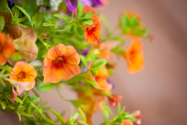 Million Bells Petunias
