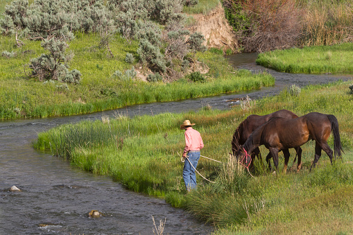 cowboy riding horse in river creek at countryside of santaquin valley Salt lake City SLC Utah USA