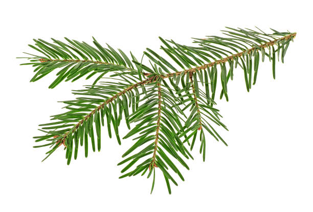 istock Twig of spruce on a white background 987805224