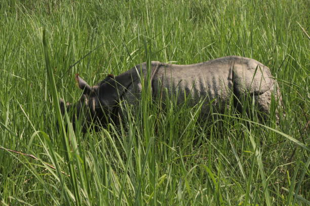 istock Greater One-Horned Rhino 987810522