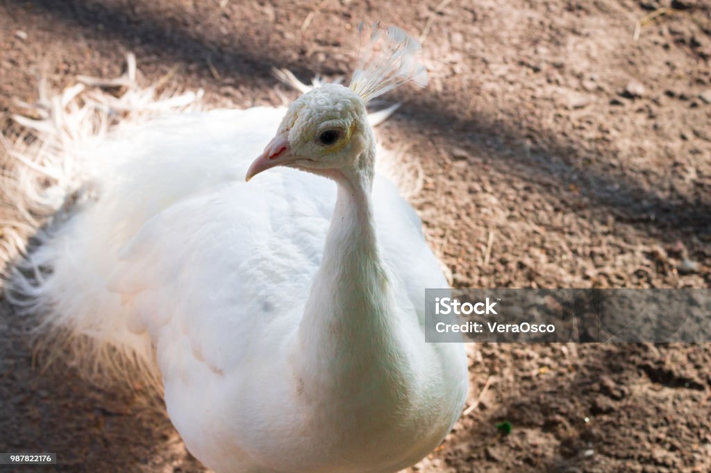 Close-up portret van witte vogel Pauw peahen met kroon - Royalty-free Barbados Stockfoto