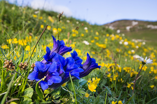 Alpine flowering plant