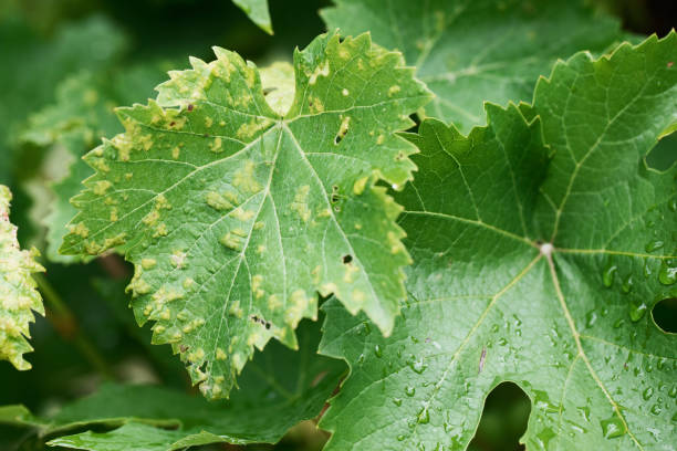 istock Agricultural disease - infected grape leaf close-up 987831240