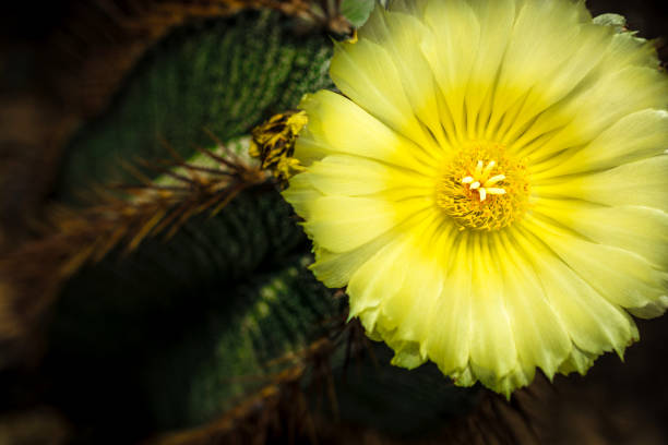 cactus de flor - single flower flower desert new mexico fotografías e imágenes de stock