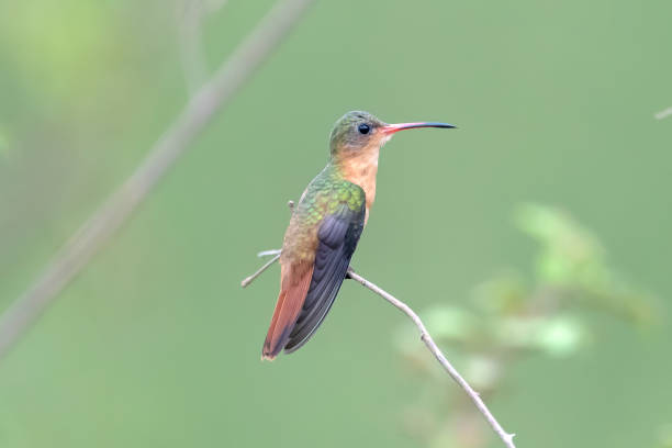 istock Cinnamon Hummingbird in San Blas, Mexico 987843624