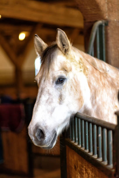 istock horse in a stable on a farm in eastern Poland 987848730