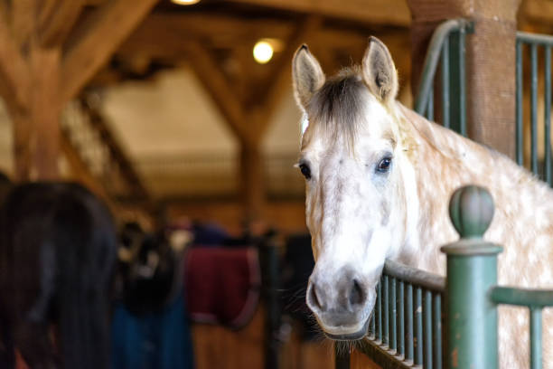 istock horse in a stable on a farm in eastern Poland 987859534