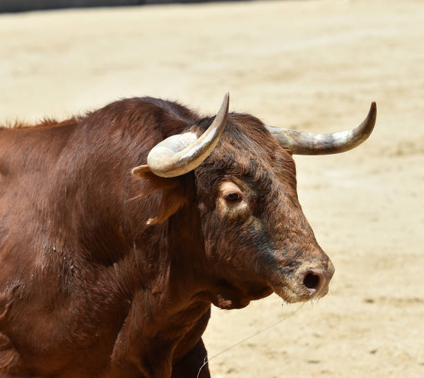 corrida - corrida zdjęcia i obrazy z banku zdjęć