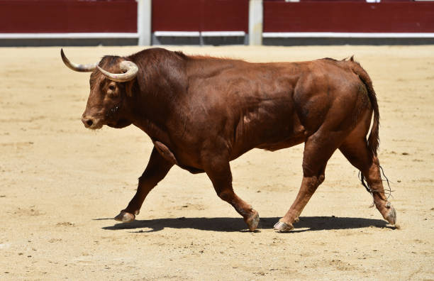 corrida - corrida zdjęcia i obrazy z banku zdjęć