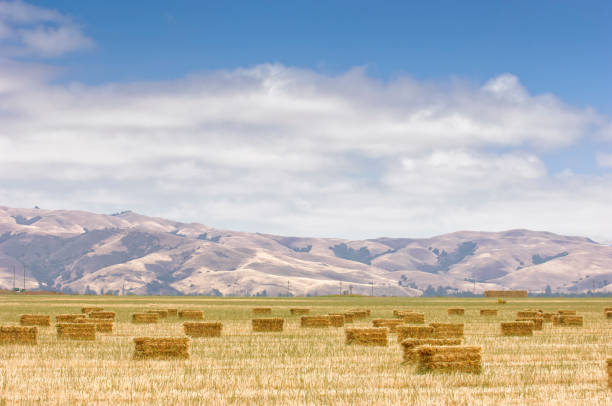 istock Bales of Hay on Field 987880096