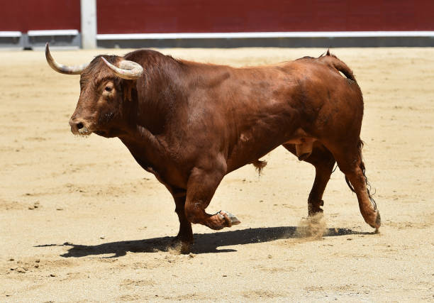 corrida - corrida zdjęcia i obrazy z banku zdjęć