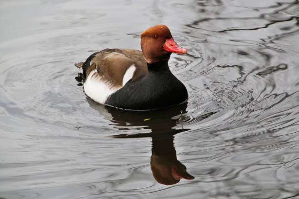 istock A picture of a Pochard Duck 987880558