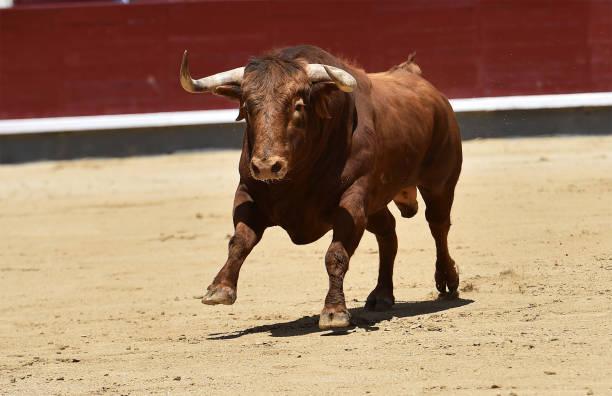 corrida - corrida zdjęcia i obrazy z banku zdjęć