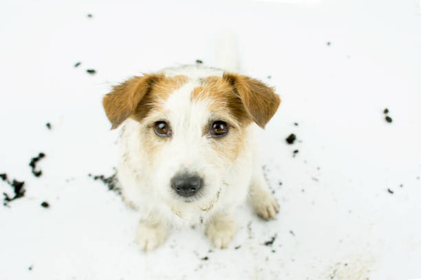 istock CUTE DIRTY JACK RUSSELL DOG SITTING ISOLATED ON WHITE BACKGROUND. HIGHT ANGLE VIEW. 987881146